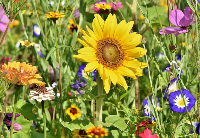 Outdoor Garden