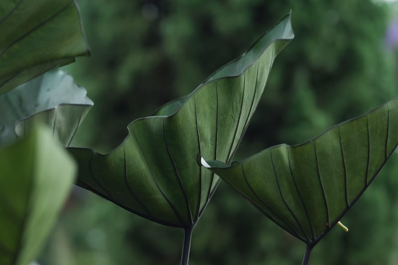 Green Garden