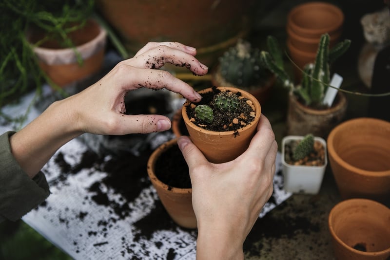 Plants